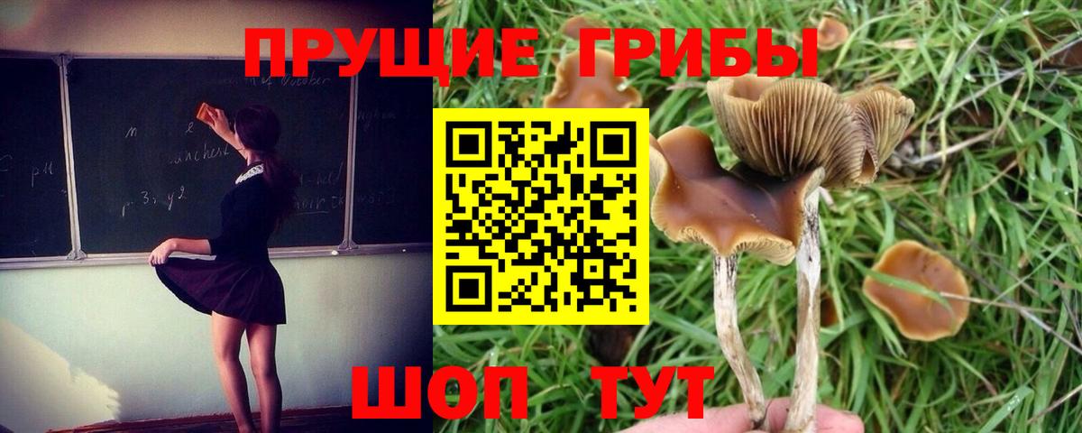 Псилоцибиновые грибы Psilocybine cubensis Рузаевка